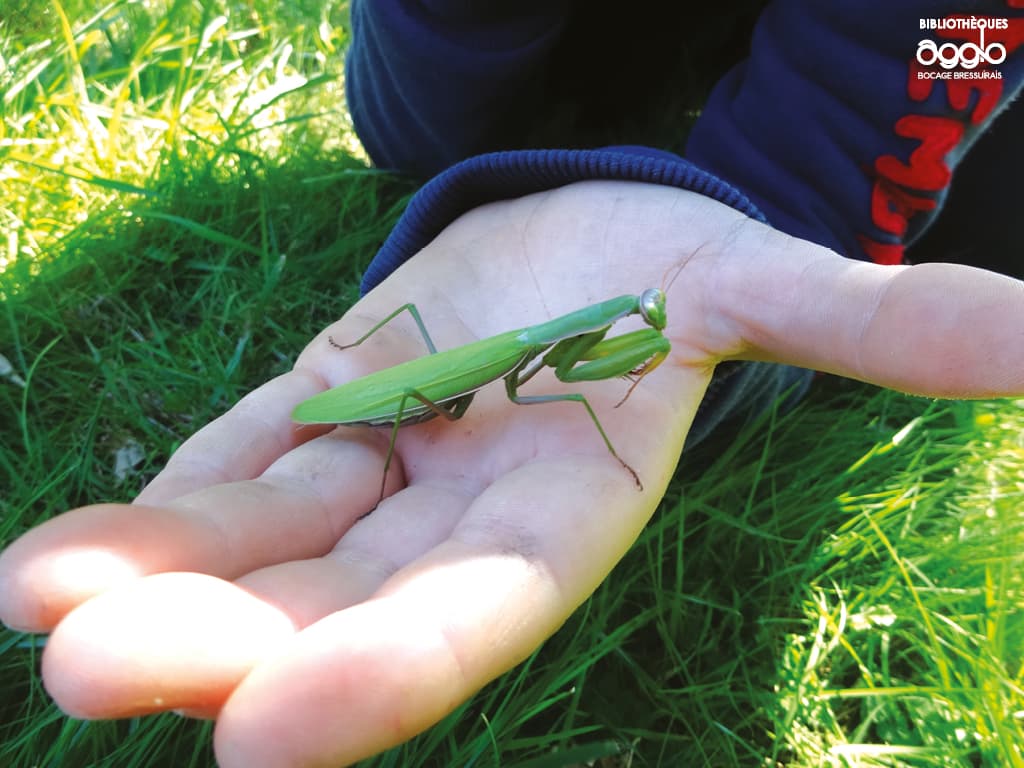 Illustration de l'événement : Atelier - Les insectes et leurs super-pouvoirs