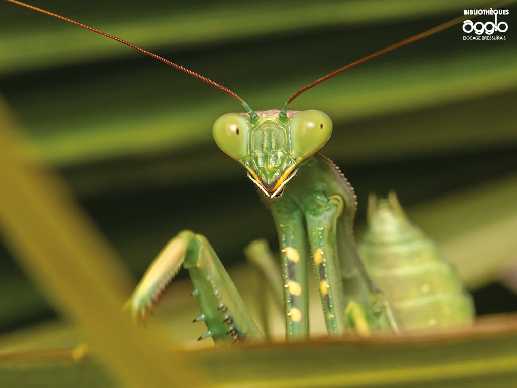 Illustration de l'événement : Atelier - Les insectes et leurs super-pouvoirs
