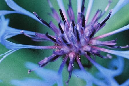 Illustration de l'événement : Au milieu du Noir des Iles Jardin