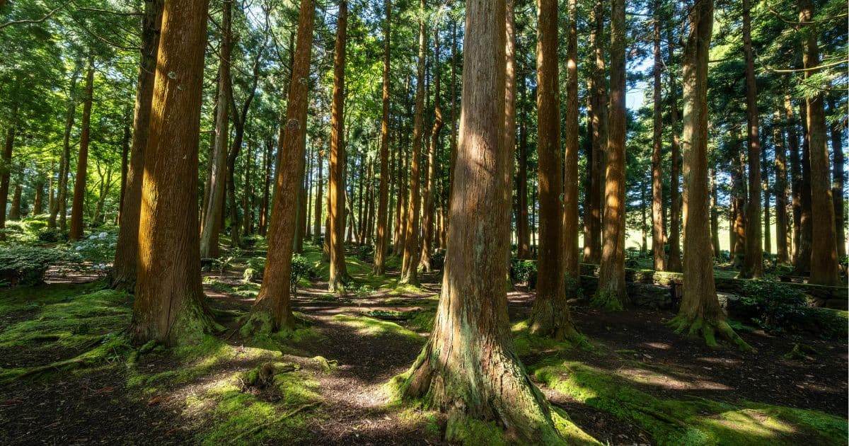 Illustration de l'événement : Balade en forêt