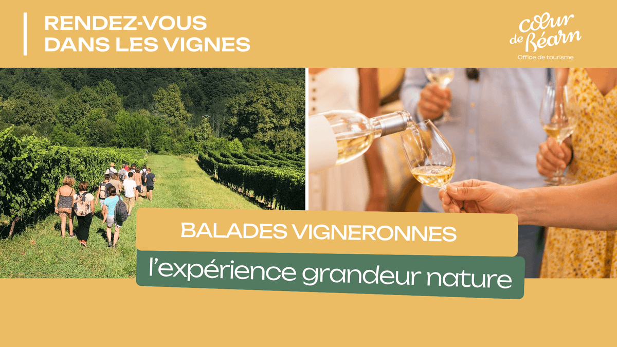 Illustration de l'événement : Balade vigneronne : Le Dôme
