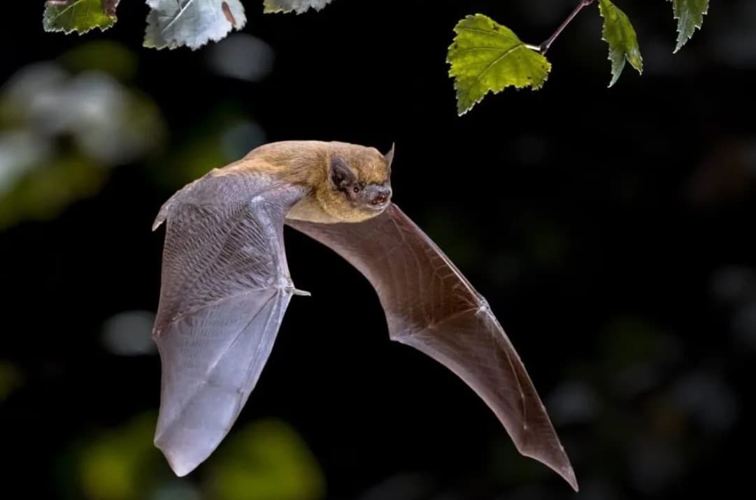 Illustration de l'événement : A la découverte des chauves-souris