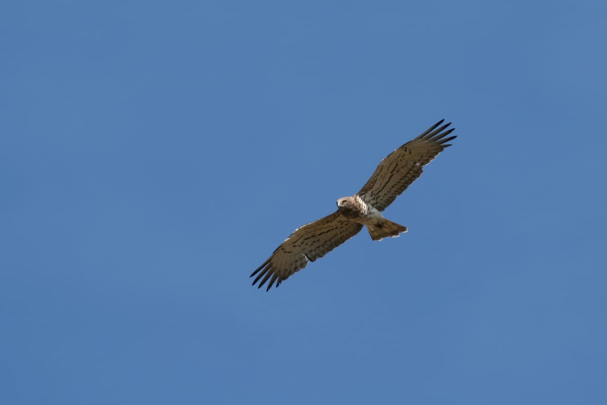 Illustration de l'événement : Découverte des rapaces des gorges de la Dordogne