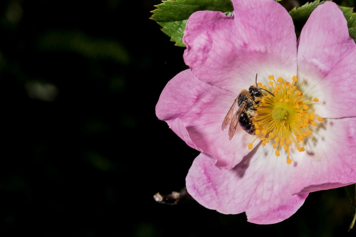 Illustration de l'événement : SORTIES NATURE - Créer un jardin refuge à abeilles sauvages