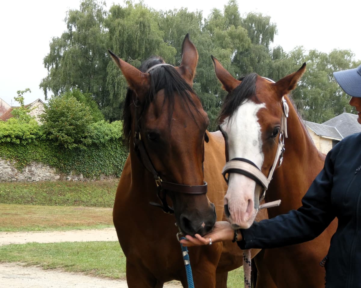 Illustration de l'événement : Grand show du cheval Arabe