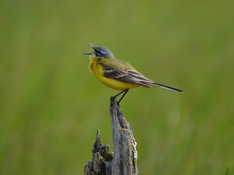 Illustration de l'événement : Les oiseaux communs du lac de la Prade