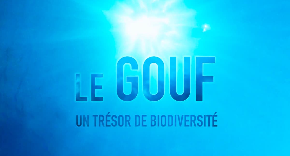 Illustration de l'événement : Diffusion du film documentaire "Le Gouf, un trésor de biodiversité"