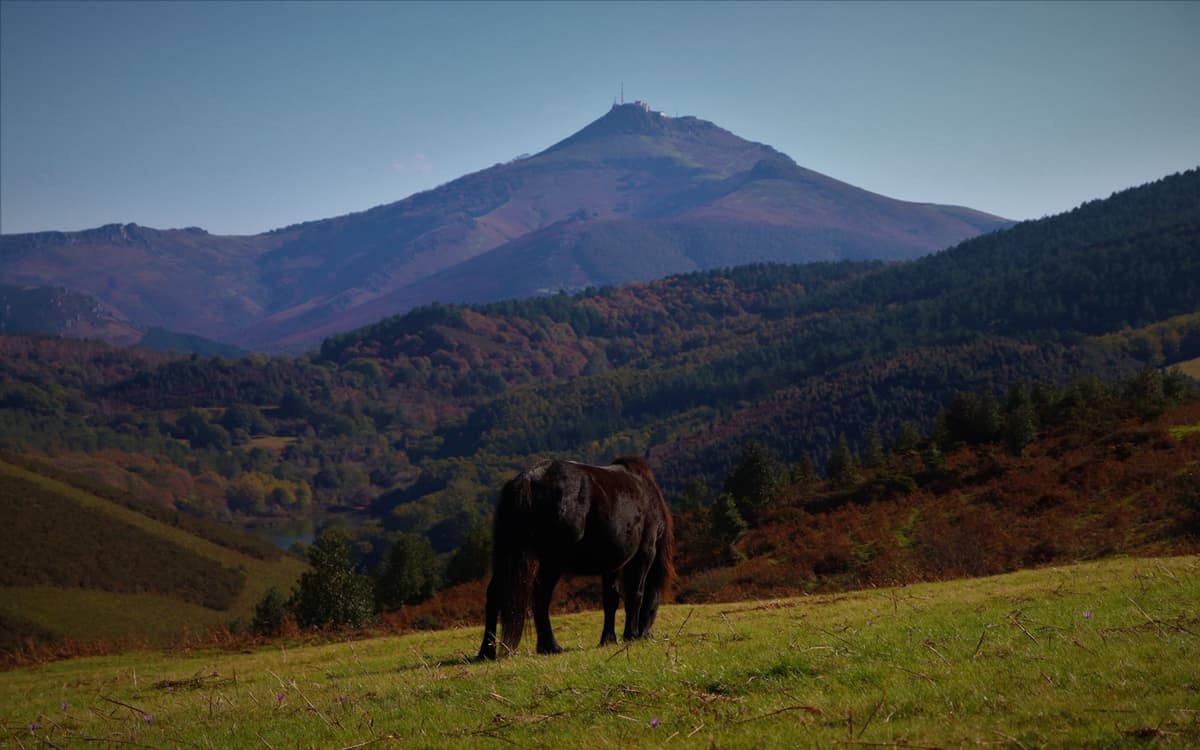 Illustration de l'événement : Randonnée accompagnée : Le pottok, cheval basque