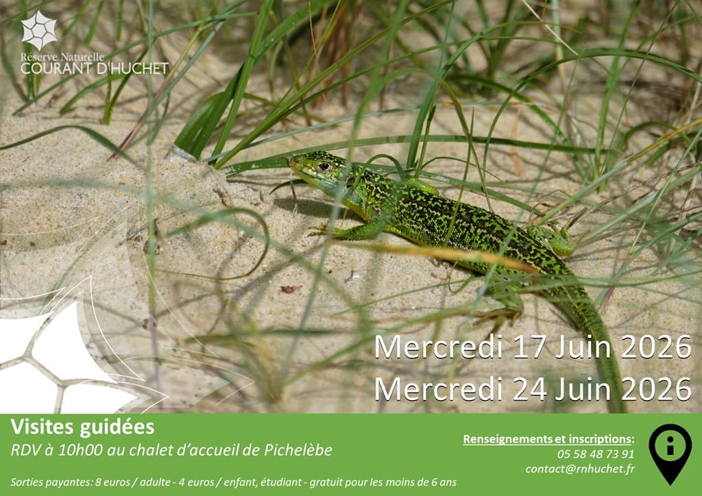 Illustration de l'événement : Partez à la découverte de la Réserve Naturelle du Courant d'Huchet