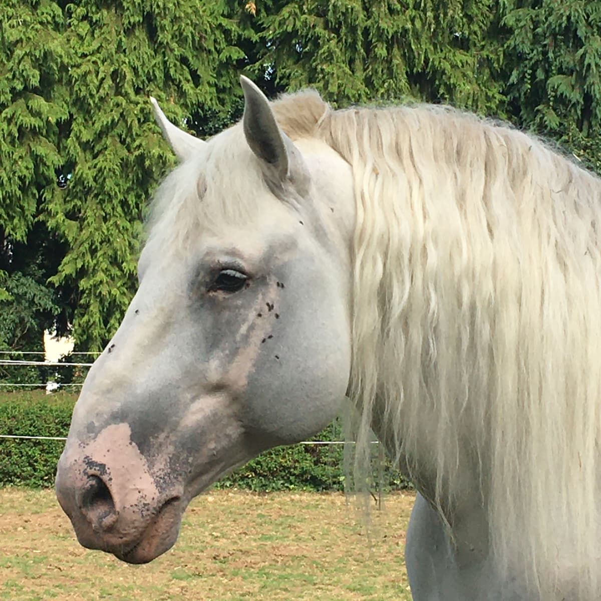 Illustration de l'événement : Découverte du cheval de trait