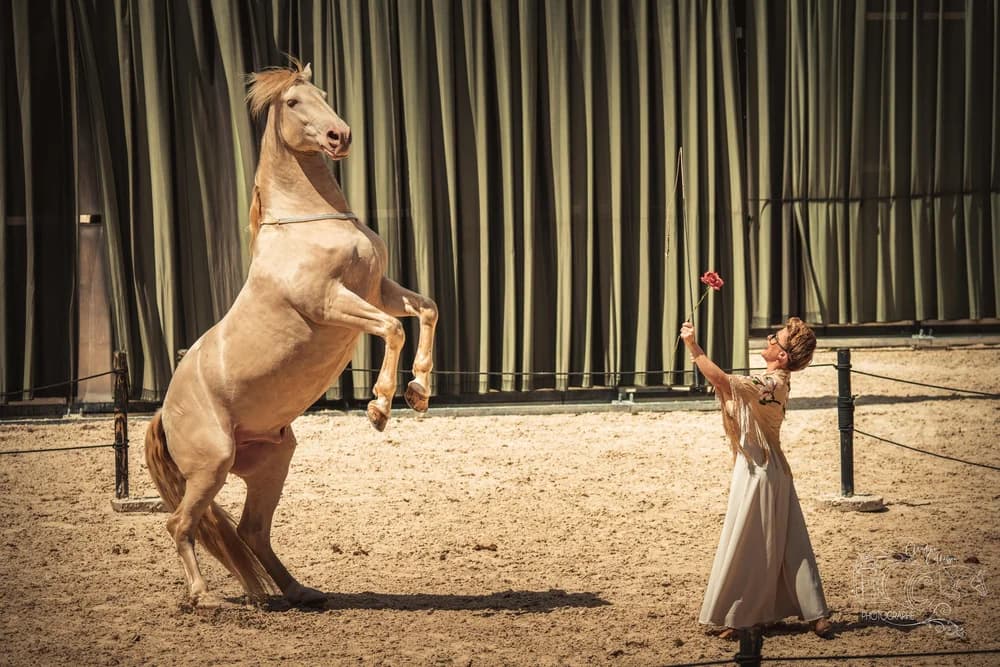 Illustration de l'événement : Théâtre équestre Hors(e) série - j'en parlerai à mon cheval