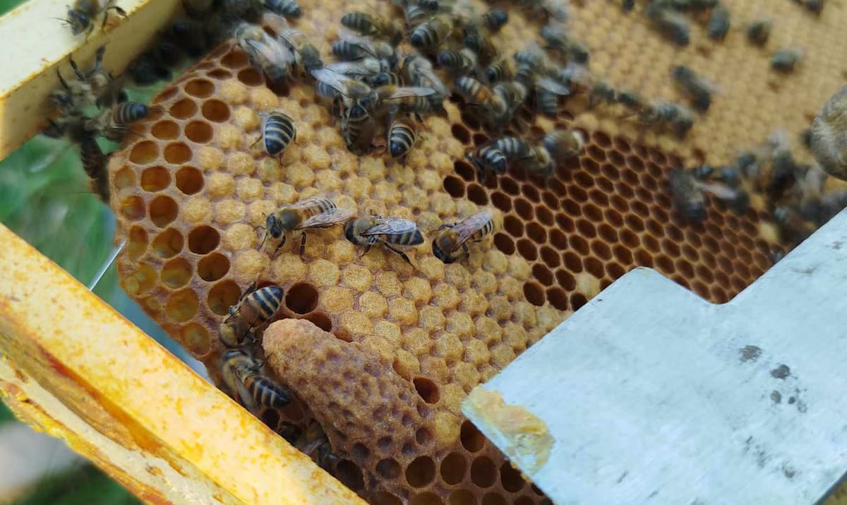 Illustration de l'événement : Découverte de l'apiculture et du miel des Landes de Gascogne