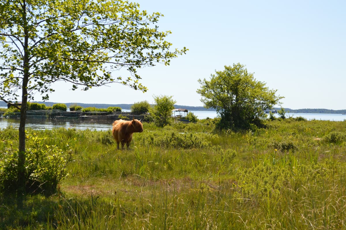 Illustration de l'événement : Découverte des prairies au bord du lac de Sanguinet