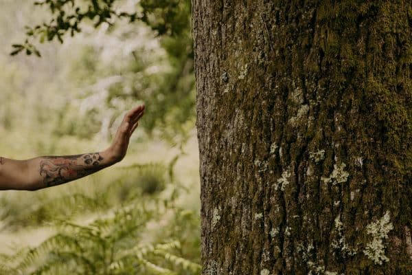 Illustration de l'événement : Bain de forêt Quiétude et Nature