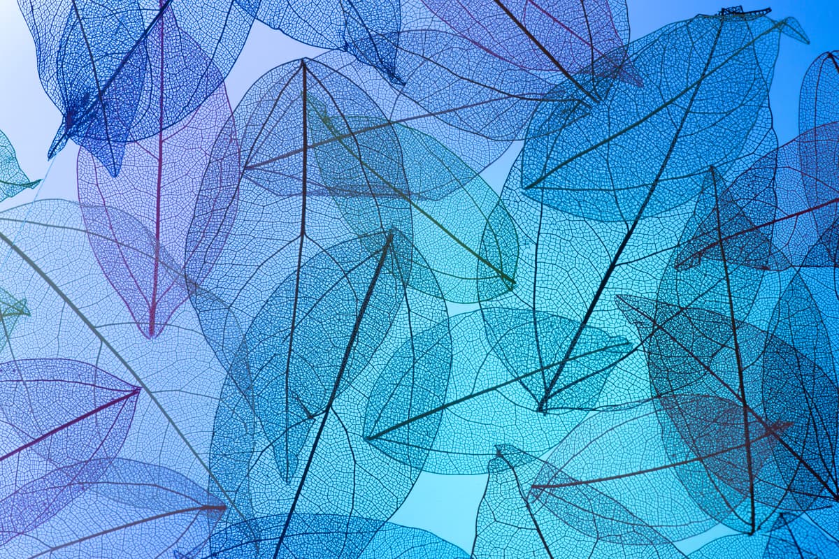 Illustration de l'événement : Les ateliers de la Ferme des Bleuets : atelier cyanotype