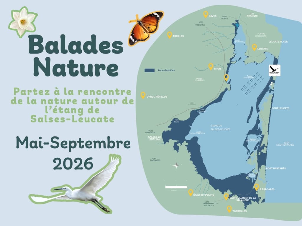 Illustration de l'événement : BALADE NATURE, LES OISEAUX DES ZONES HUMIDES