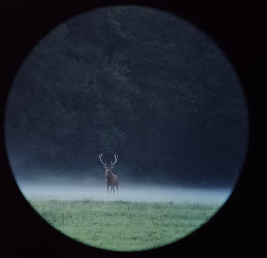 Illustration de l'événement : Vivre le brame du cerf