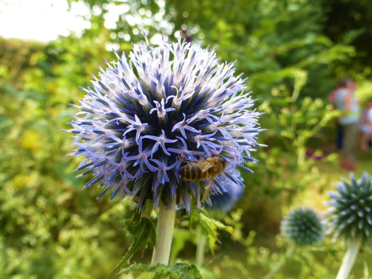 Illustration de l'événement : Bienvenue dans mon jardin au naturel : Seb le vannier