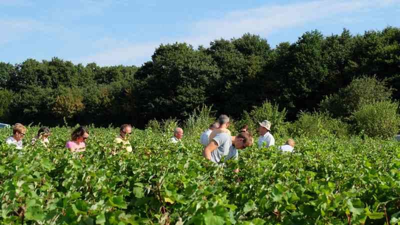 Illustration de l'événement : Vignes Vins Randos à Thoré-la-Rochette