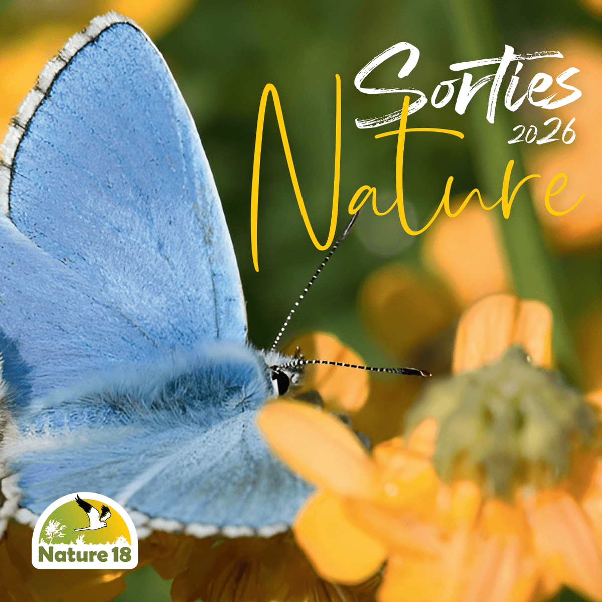 Illustration de l'événement : Sortie nature : Observation des Oiseaux