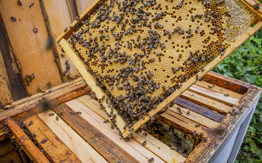 Illustration de l'événement : Le miel et les abeilles