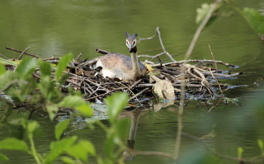 Illustration de l'événement : La vie des marais de Mézières-Ecluzelles