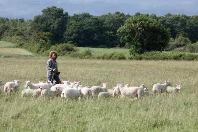 Illustration de l'événement : Transhumance des brebis de la ferme de Gommiers