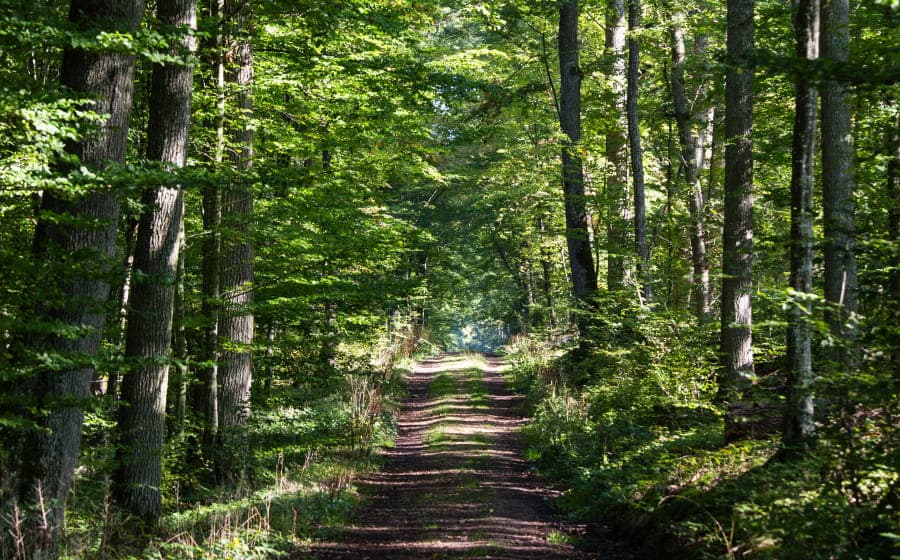 Illustration de l'événement : Les secrets de la forêt de Dreux