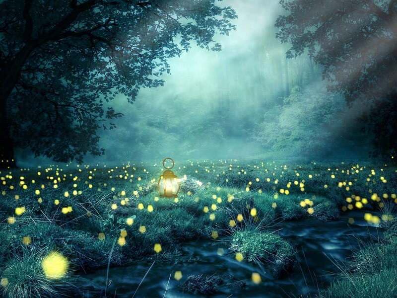 Illustration de l'événement : Les nuits des forêts