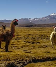 Illustration de l'événement : Bolivie