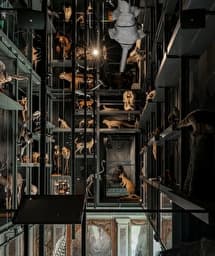 Illustration de l'événement : Première visite : Musée Zoologique