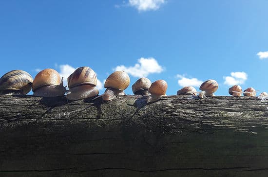 Illustration de l'événement : Visite gourmande des Escargots de Trémontagne