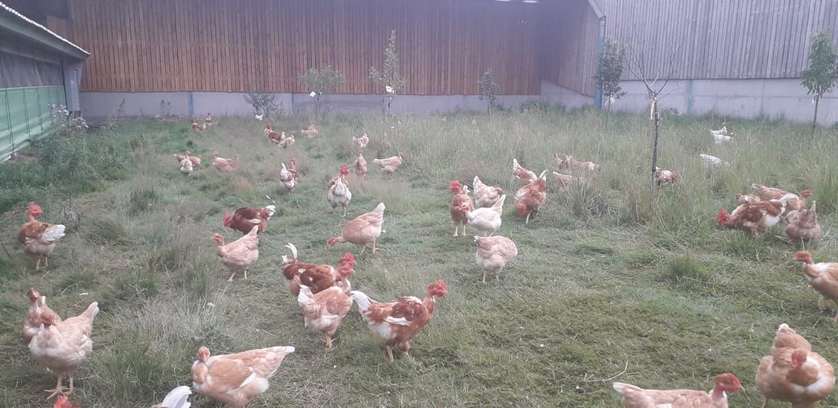 Illustration de l'événement : Secrets d’élevage : une immersion grandeur nature à la ferme