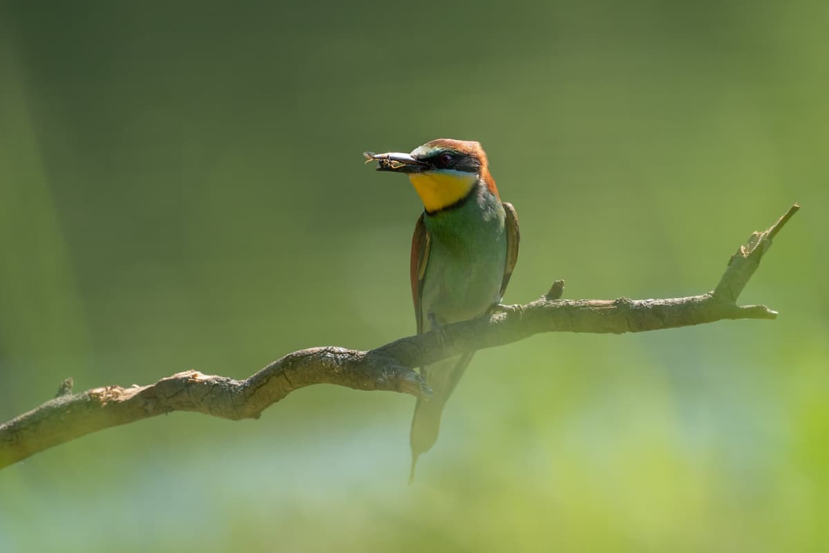 Illustration de l'événement : Les oiseaux au fil des saisons