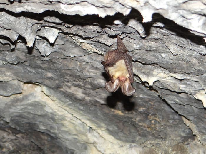 Illustration de l'événement : Nuit de la Chauve-souris au Château d'Assier