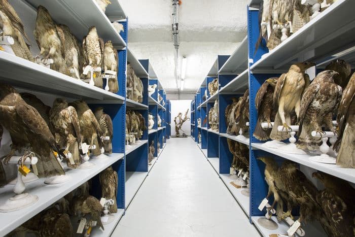 Illustration de l'événement : Visite guidée : rencontre avec une restauratrice de taxidermies