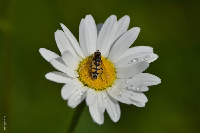 Illustration de l'événement : Les 7 grandes familles d'insectes