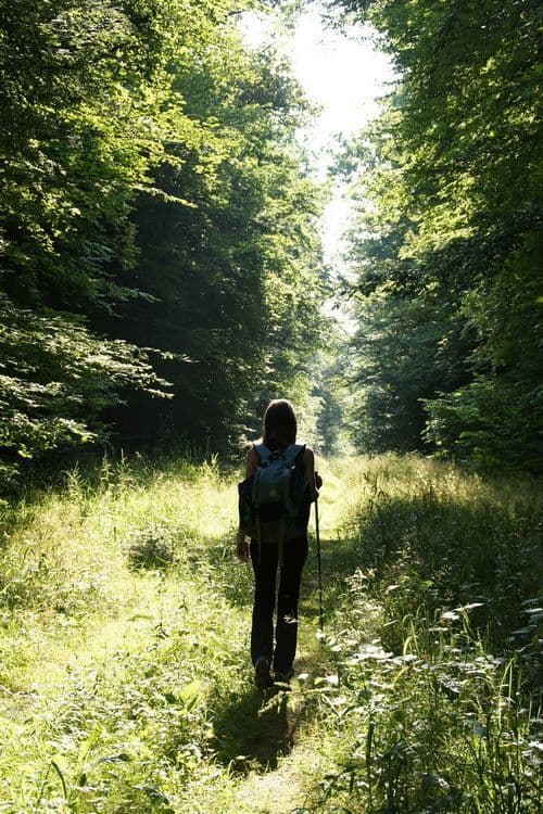 Illustration de l'événement : La forêt comment ça marche?