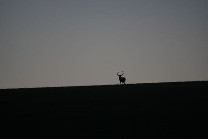 Illustration de l'événement : Brame du cerf