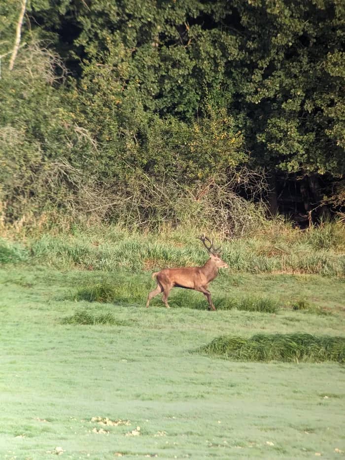 Illustration de l'événement : Vivez le brame du cerf dans le PNR de la Forêt d'Orient
