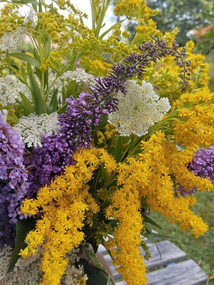 Illustration de l'événement : PLANTES ET COULEURS