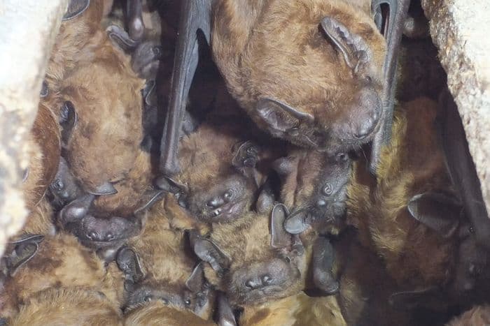 Illustration de l'événement : La nuit des chauves-souris