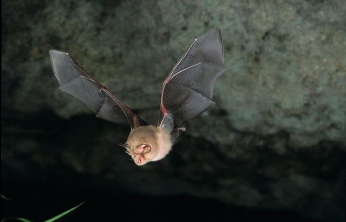 Illustration de l'événement : La nuit de la chauve-souris