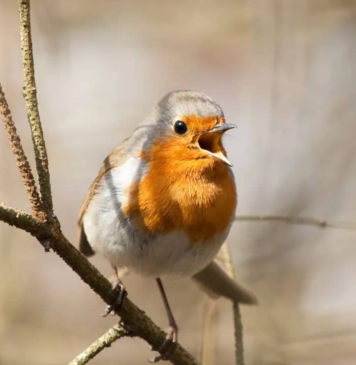 Illustration de l'événement : Chants d'oiseaux
