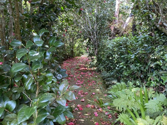 Illustration de l'événement : Des hommes et des plantes à La Réunion: découverte du jardin de La Vallée Heureuse