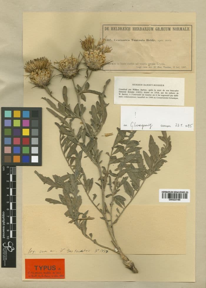 Illustration de l'événement : Les plantes éteintes dans l’herbier du Jardin Botanique de Genève