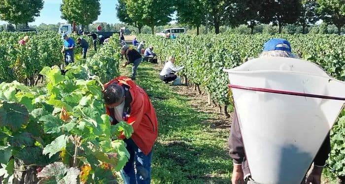 Illustration de l'événement : Vendanges 2026 des vignes de Chécy