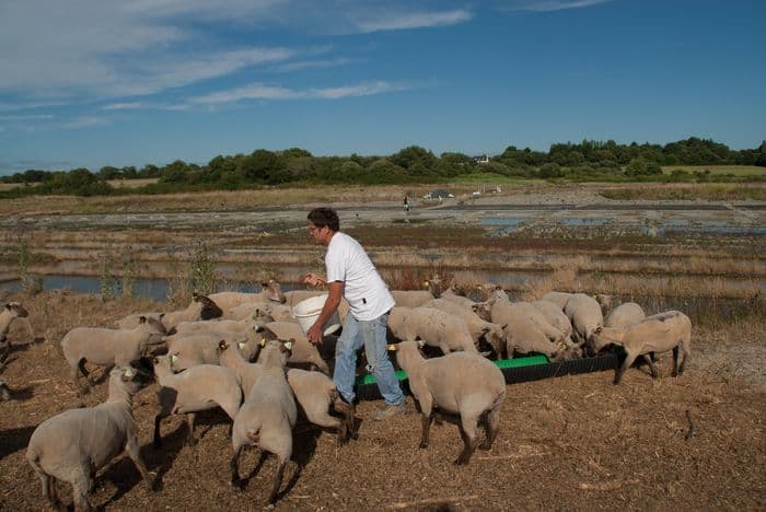 Illustration de l'événement : Visite d'élevage de Moutons sur les Marais Salants
