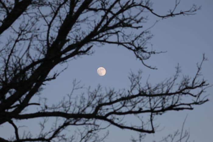 Illustration de l'événement : La faune léodégarienne à la tombée de la nuit