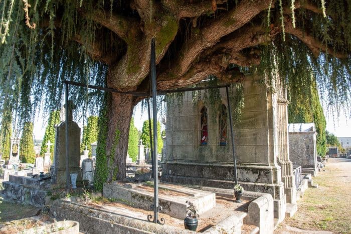 Illustration de l'événement : Cimetière de Louyat : Les femmes dans la Résistance